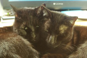 012512-MewsetteGiuseppe-faces two black cats cuddling