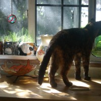tortoiseshell cat looking out window