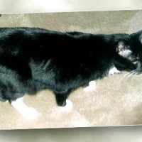 photos of three cats for adoption