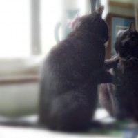 two black cats talking