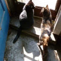 060811-MewsetteCookieTalk