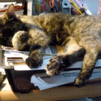 tortoiseshell cat on desk