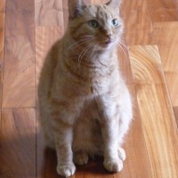 orange cat on orange floor