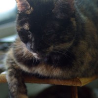 tortoiseshell cat sleeping on shelf