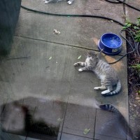four cats outdoors