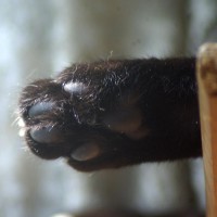 black cat toes