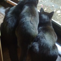 three black cats staring out door