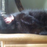 061312-SaberTooth-crop