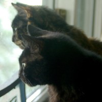 two cats looking out window