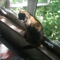 tortoiseshell cat on windowsill