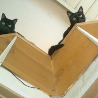 two black cats on shelf