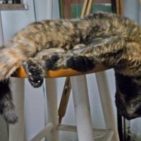 tortoiseshell cat sleeping on stool