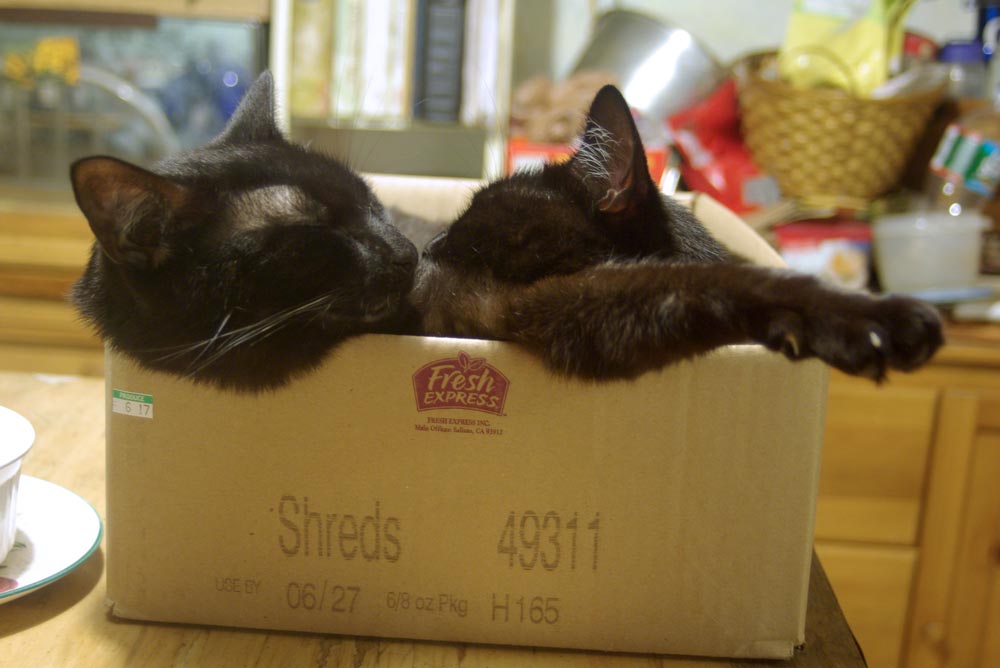 The Creative Cat - It's International Box Day!