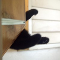 black cat paws on shelf