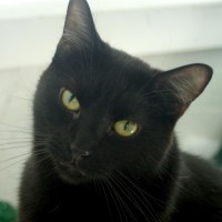 black cat looking at camera