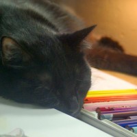 black cat with colored pencils