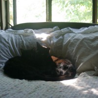two black cats on the bed