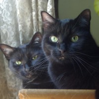 two black cats with green eyes