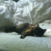 tortoiseshell cat on bed