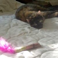 tortoiseshell cat with toy