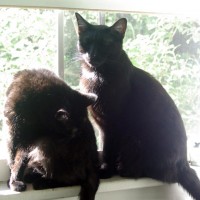 two black cats on sunny windowsill