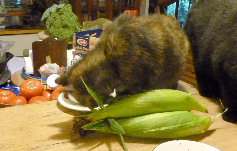 We Have Sweet Corn The Creative Cat