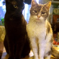black cat and calico cat