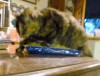 Maybe if I knead it.