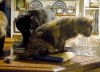 tortoiseshell cat on pasta bag