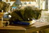 tortoiseshell cat on pasta bag