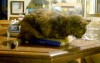 tortoiseshell cat on pasta bag