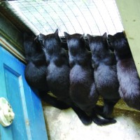 five black cats at door