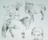 detail of portrait pencil sketch of barn animals