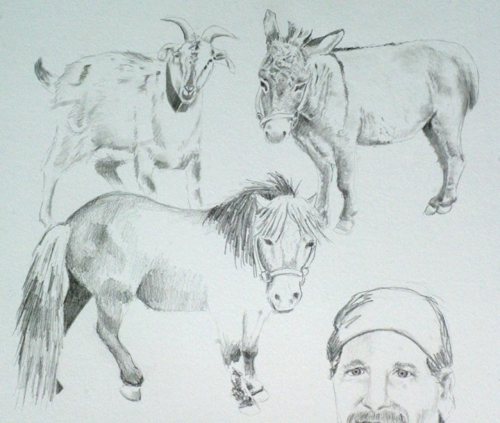 detail of portrait pencil sketch of barn animals