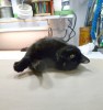 black cat on paper