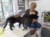 two black cats and person