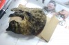 tortie cat on papers