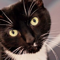 black and white cat for adoption