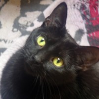 photo of black cat on patterned rug