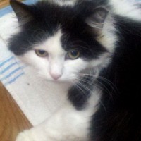 long-haired black and white cat
