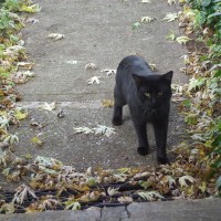 black cat on sidewalk