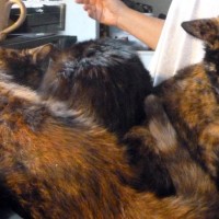 three cats on lap