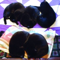 five cats on bed