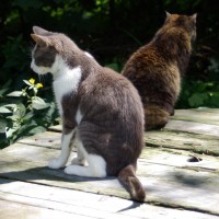 two cats on picnic table
