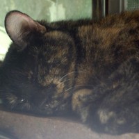 tortoiseshell cat sleeping on windowsill