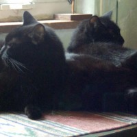 three cats cuddling by window