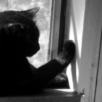 black and white photo of cat on windowsill