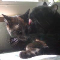 black cat bathing another black cat