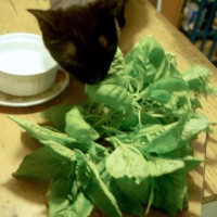 black cat with basil