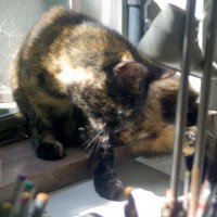 photo of cat cleaning her toes